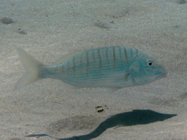 Lithognathus mormyrus (Linnaeus, 1758)